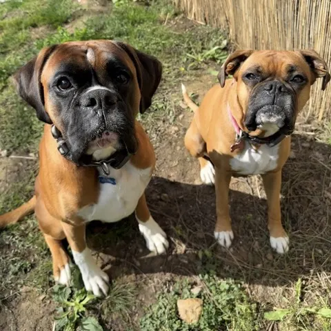 Bella and Dexter, Morale Officers at Allview Electrical